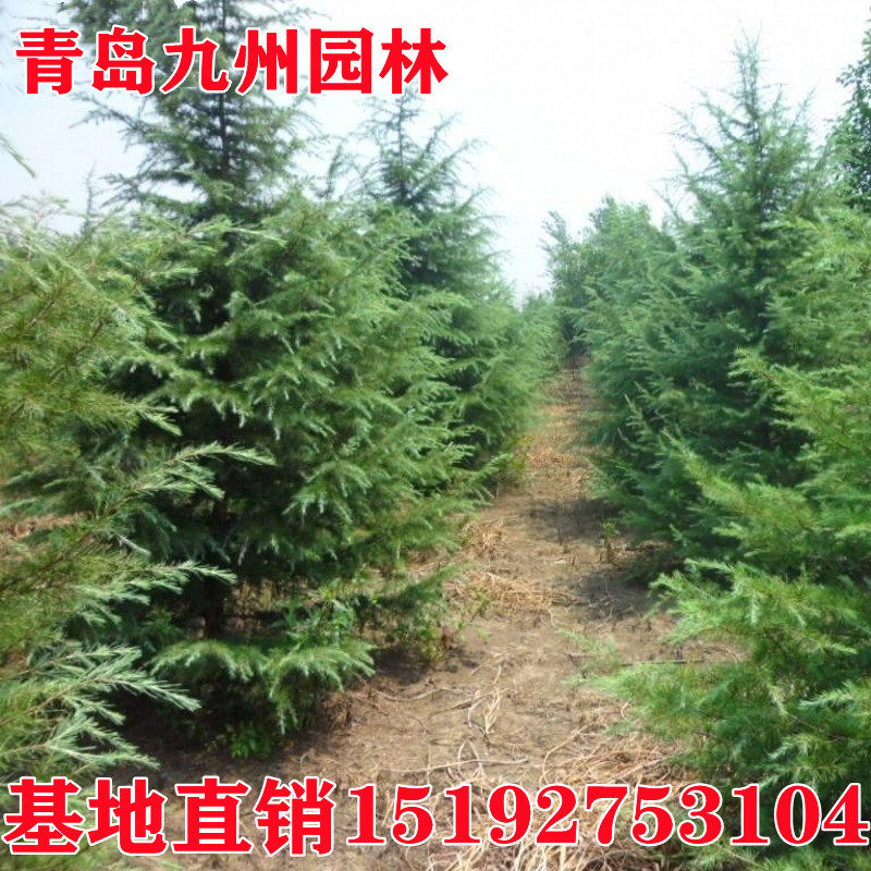 庭院绿化四季常青苗木雪松香柏宝塔松柏圣诞树雪松树苗规格齐全