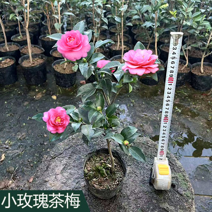 小玫瑰茶梅 山茶花树小苗品种盆栽花卉好养四季绿植物室外种庭院
