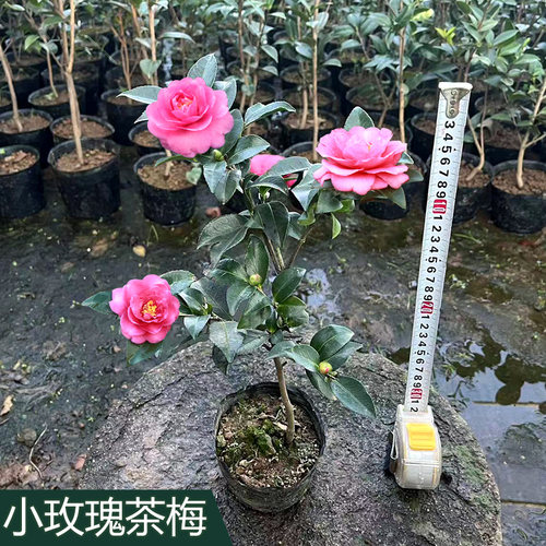 小玫瑰茶梅山茶花树小苗品种