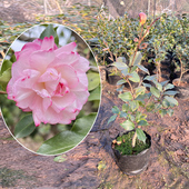 茶梅一物一拍茶梅品种树苗盆载财神乙女英国八号等山茶科盆景植物