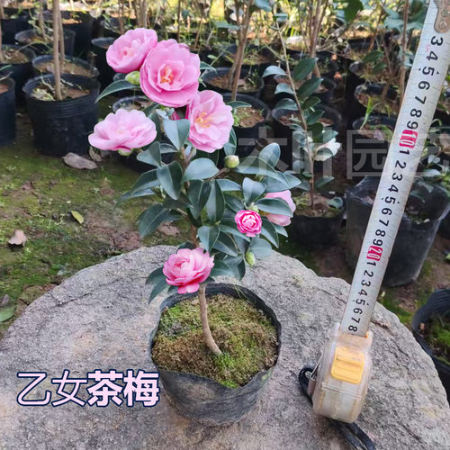 乙女茶梅粉花带苞易活耐寒盆栽