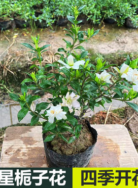 稀有品种寿星栀子花四季开花