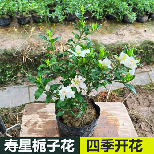 稀有品种寿星栀子花四季开花