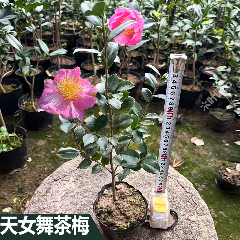 天女舞茶梅山茶树小苗绿植盆栽