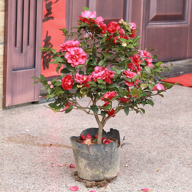 树苗盆栽室外花卉庭院绿色植物