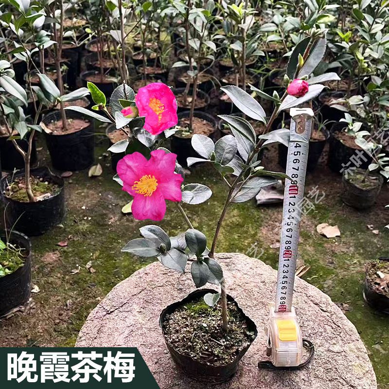 晚霞茶梅山茶花盆栽品种保证