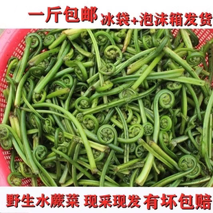江西特产新鲜现摘蕨菜凉拌菜3斤5斤野菜水1龙爪菜 鲜嫩水蕨菜叶子