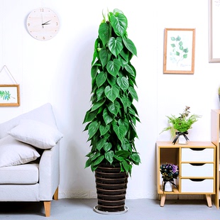 鸡心绿萝心叶藤大型室内观叶耐阴绿植盆栽净化空气开业送礼自用