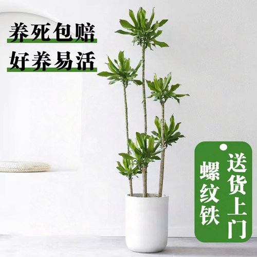 造型螺纹铁大型绿植盆栽好养耐阴