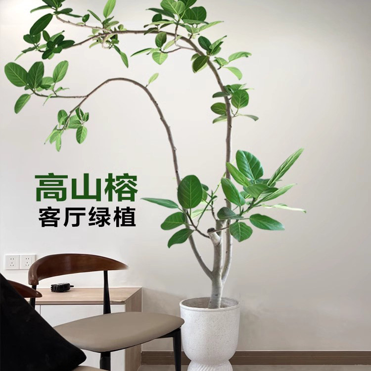 造型高山榕盆栽室内大型绿植昆明