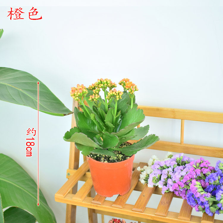 中盆长寿花开花盆栽多肉花卉办公室室内观花植物包邮长寿花重瓣