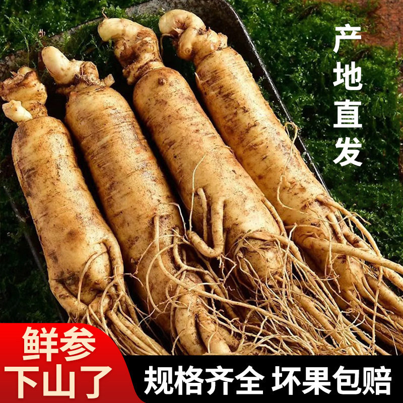 【产地空运直发】25年长白山鲜人参新鲜带土参整装泡酒参