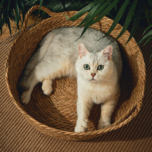 网红猫窝夏季凉爽透气蒲草编织窝
