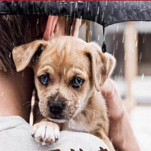 爱心捐赠流浪动物猫粮狗粮9毛0.9元捐款九毛钱的东西商品包邮公益