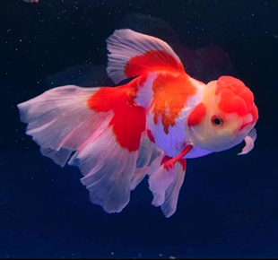 文风 凤高 丹凤 凤尾鱼【直播专拍】