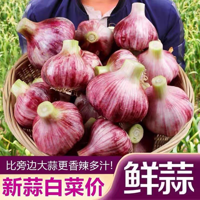 2024现挖河南大蒜头鲜蒜湿蒜嫩蒜新蒜紫白皮蒜实惠装可腌糖醋泡蒜