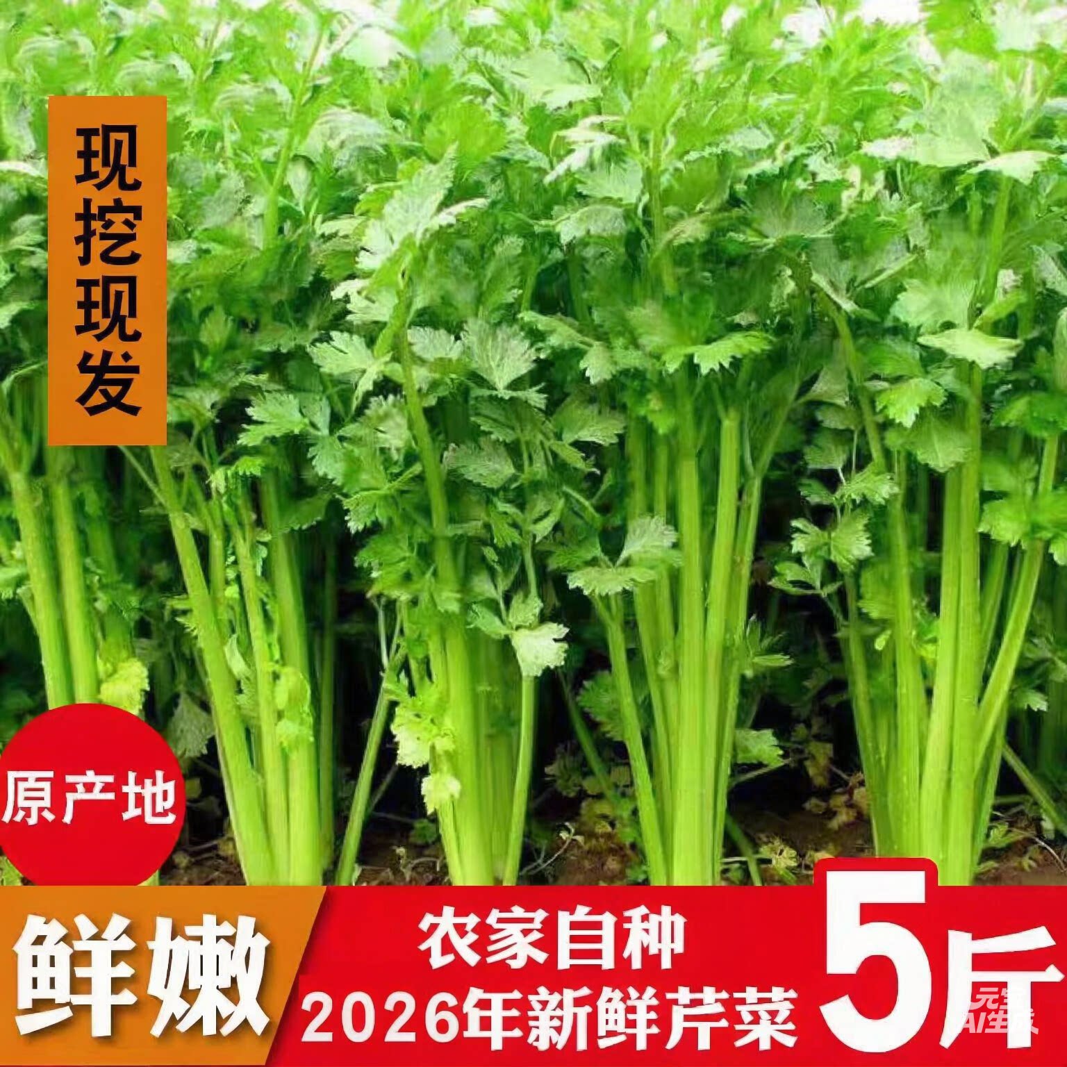 2026西芹菜西洋芹新鲜蔬菜5包邮河南脆嫩无丝碎农家种植现挖榨汁