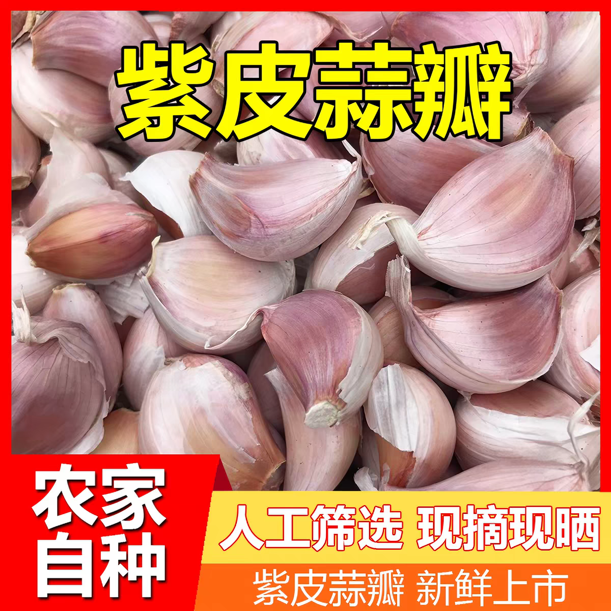 河南紫皮香蒜蒜瓣大颗粒26年手挑大蒜瓣精选手剥正宗紫皮香蒜蒜瓣