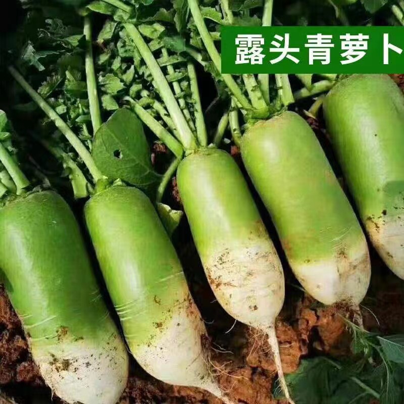 2026年现挖河南青萝卜农家自种新鲜萝卜头非水果萝卜生吃白萝卜特