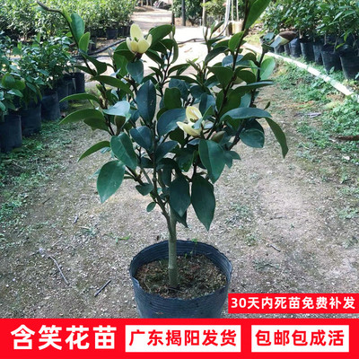 含笑树苗香妃当年开花浓香型花卉