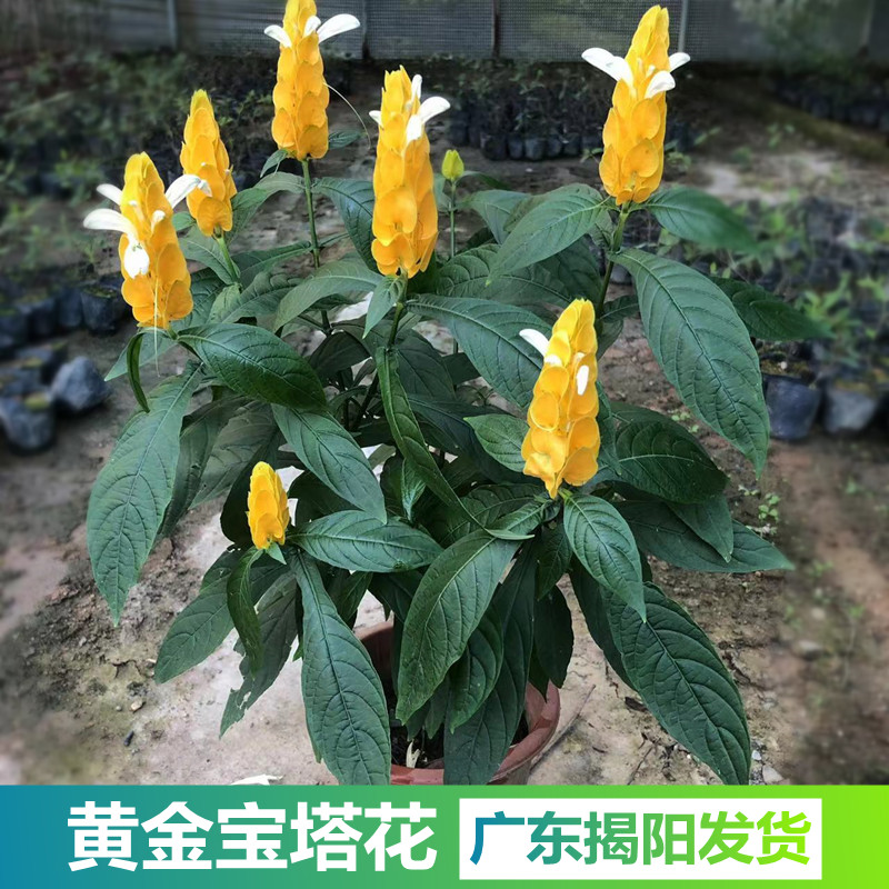 黄金宝塔黄虾花金苞花四季开花