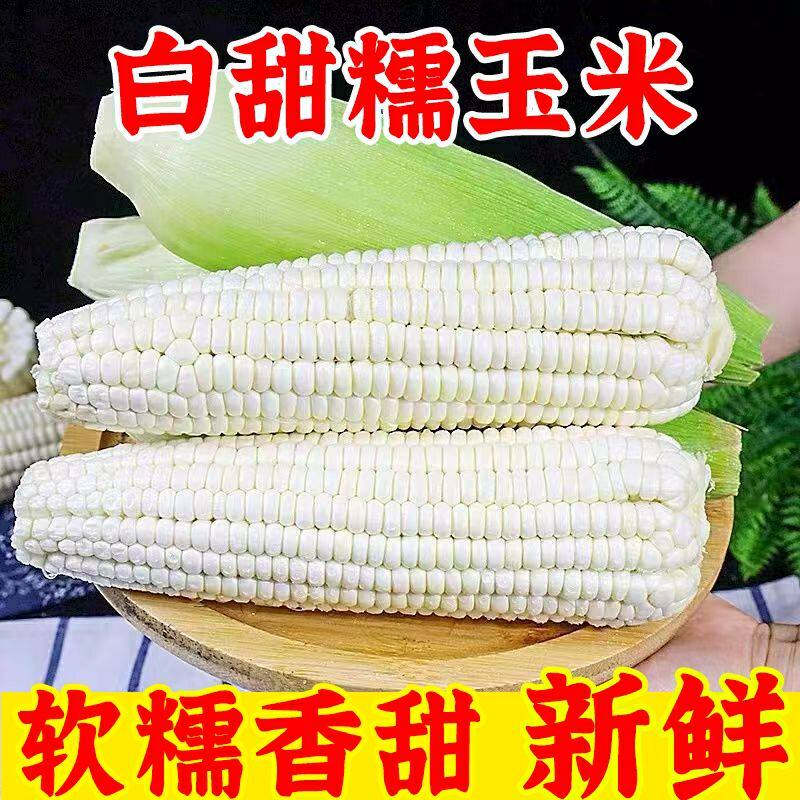 重庆新鲜采摘带壳白糯玉米嫩玉米农家白珍珠糯玉米带壳非转基因