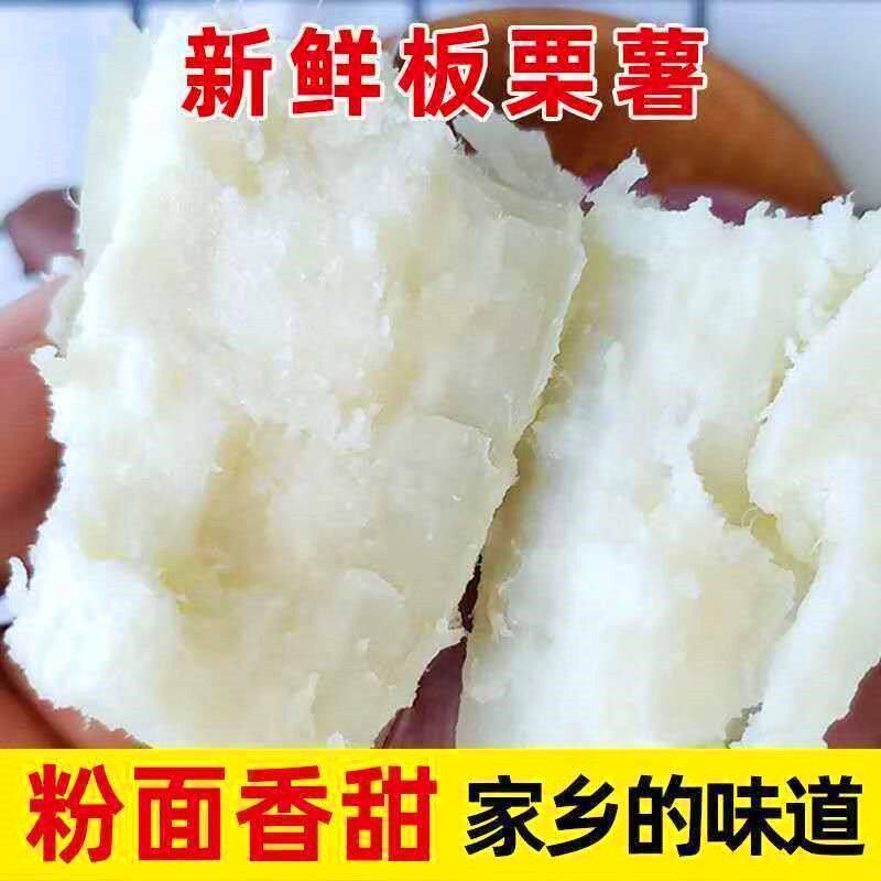 【粉糯面】正宗白心板栗薯红薯新鲜现挖白瓤番薯白肉农家地瓜山芋