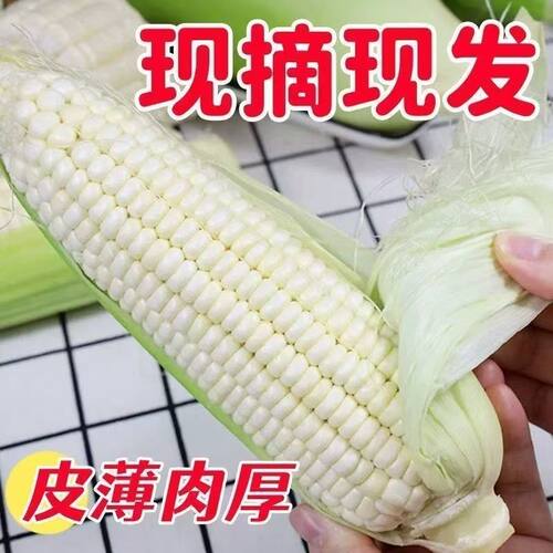 重庆现摘白糯玉米香糯玉米白甜糯玉米嫩包谷带壳黏玉米应季糯玉米