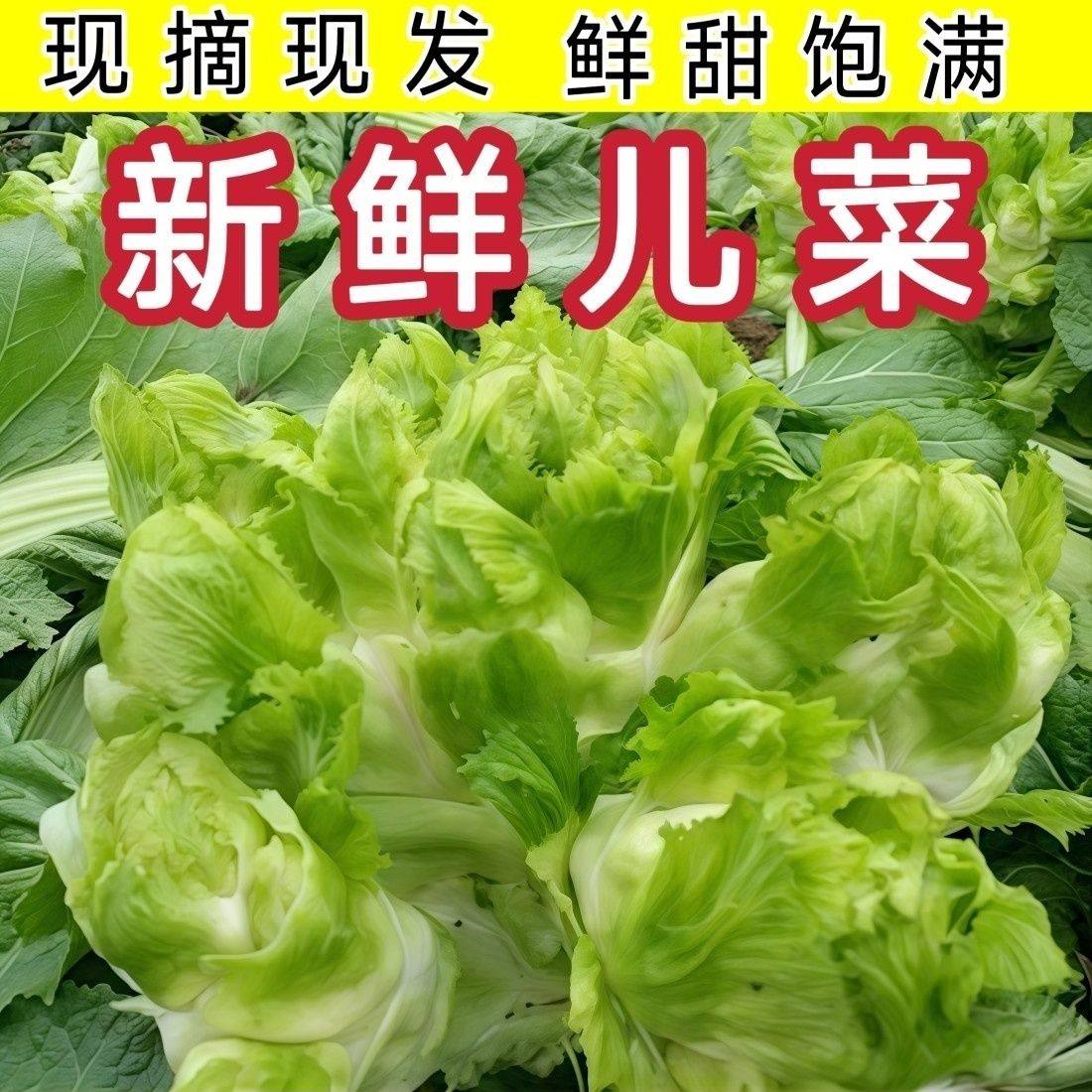 四川儿菜农家儿子新鲜自种蔬菜抱儿抱子娃娃芥菜泡菜咸菜现砍主杆