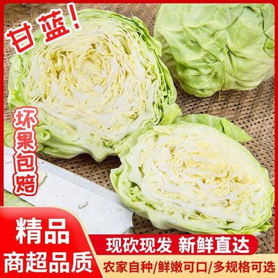 四川高山包菜卷心菜新鲜心包蔬菜甘蓝莲花白农家现摘自种当季沙拉