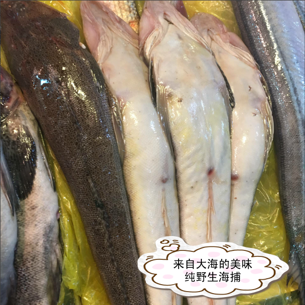 新鲜辫子鱼 一斤约1条鲬鱼 拐子鱼海鱼连云港特产鱼狗腿鱼36元1斤