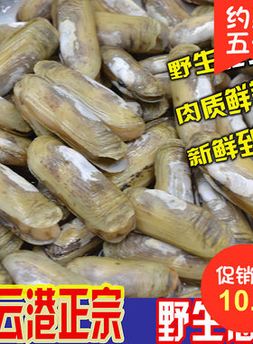 鲜活蛏子无沙双头大竹