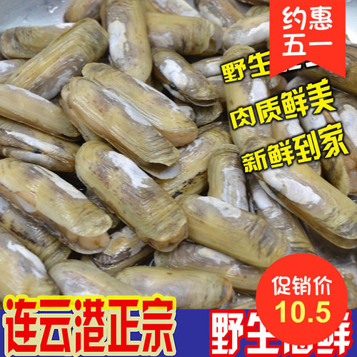 鲜活蛏子无沙双头大竹