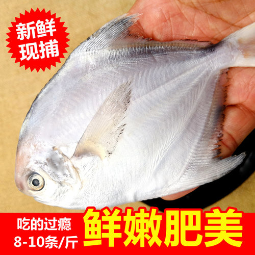 鲜货白鲳鱼一斤8条冰鲜小鲳鱼平鱼扁鲳鱼海鲜海捕深海鱼银鲳鱼鲜 - 封面