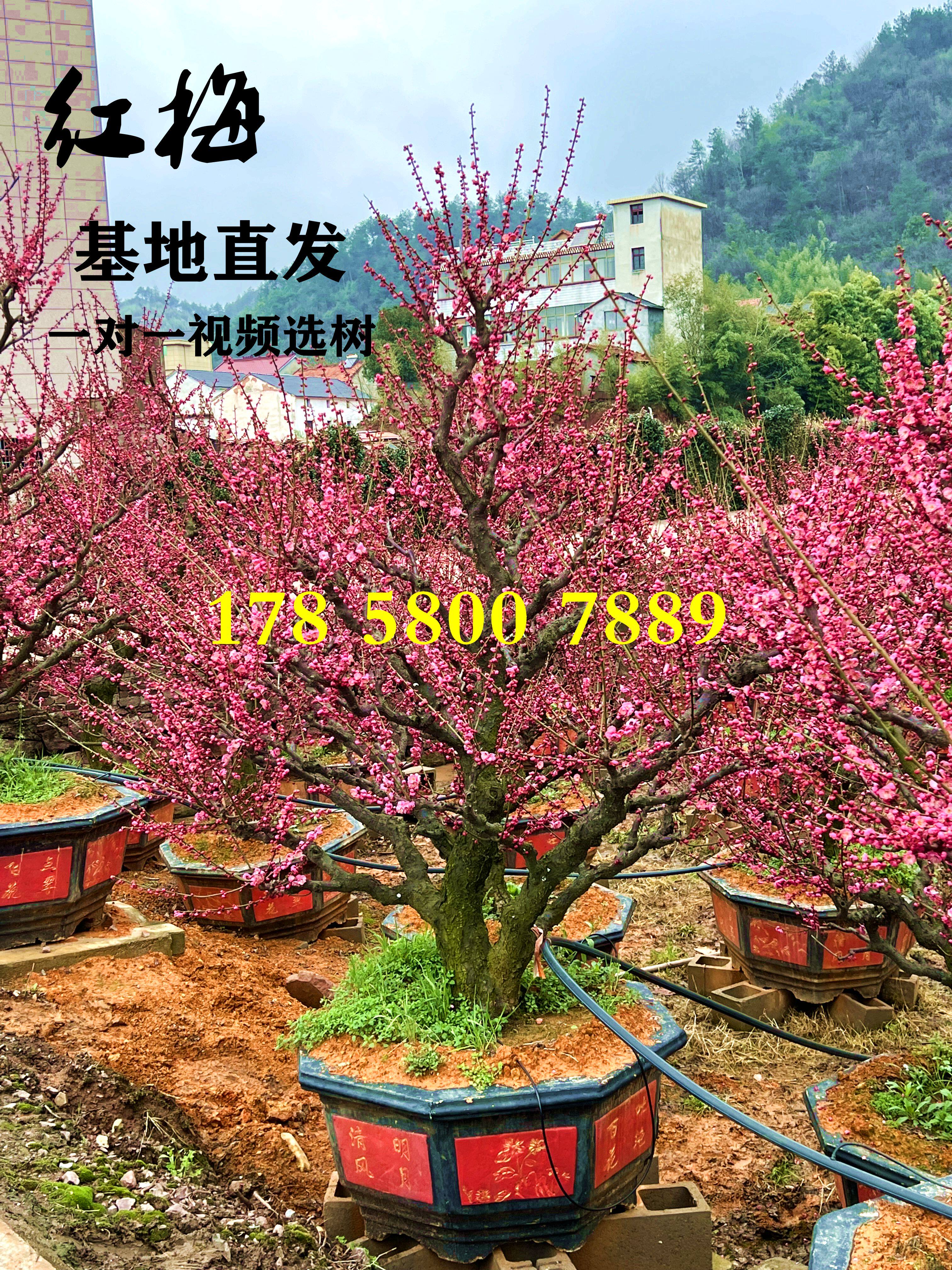 老桩原生红梅庭院造型树别墅风景骨里红种植苗木基地直发一物一发
