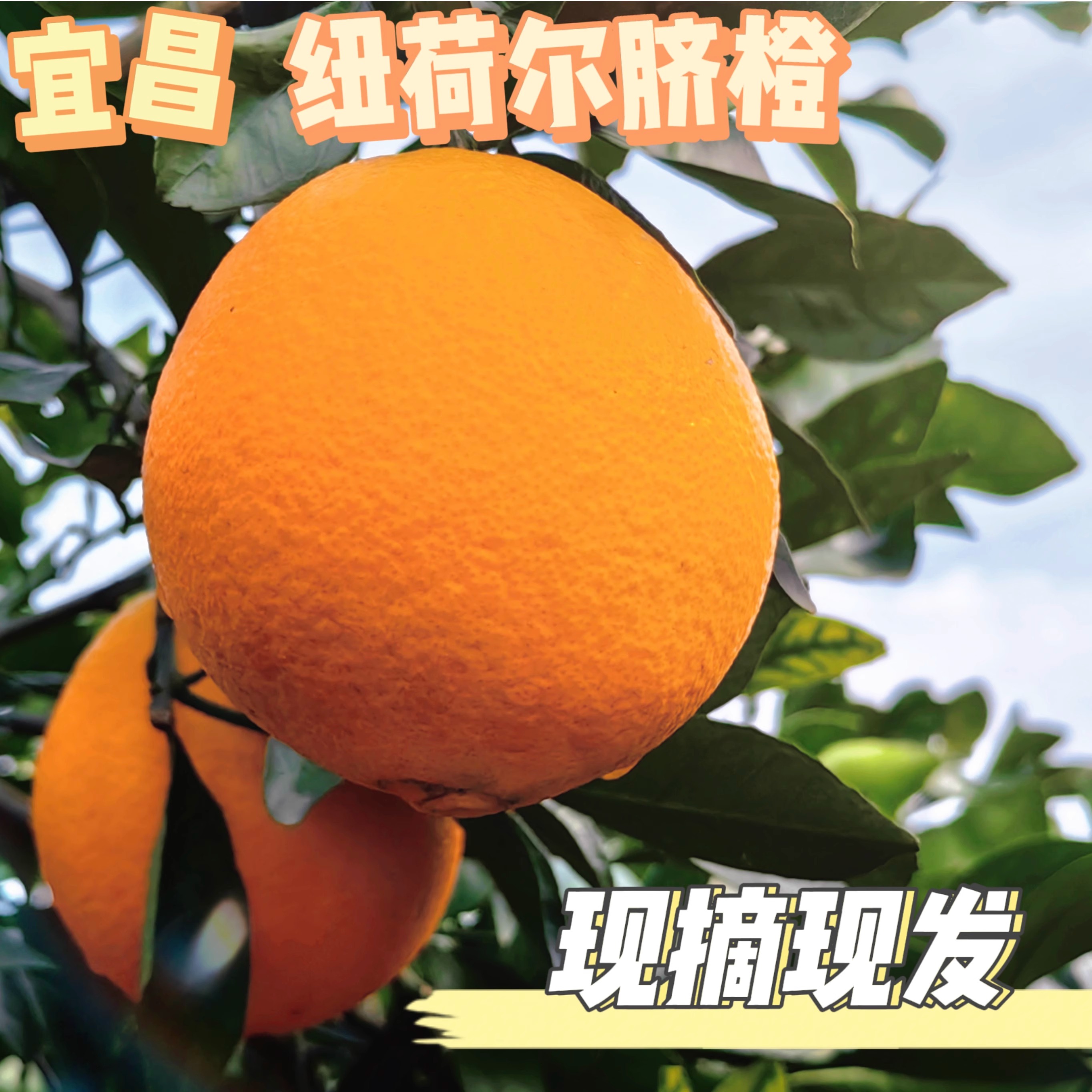 宜昌纽荷尔脐橙—当季现摘 净果9斤  自家果园不催熟不打蜡不泡药