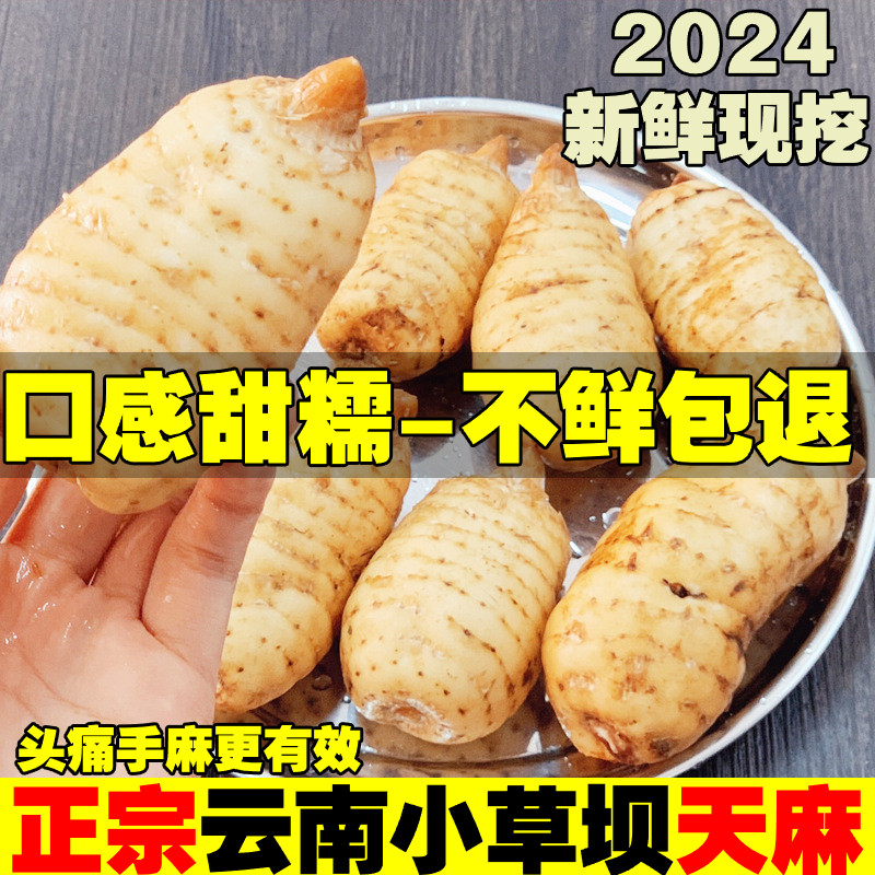 新鲜天麻正宗云南昭通小草坝乌天麻新鲜仿野特级湿麻现挖现发包邮