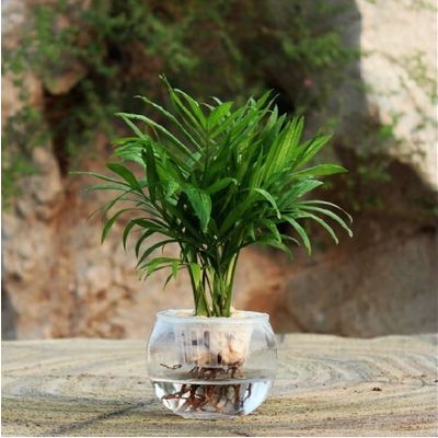 水培 袖珍椰子 水生水养绿色盆栽花卉植物 迷你植物办公桌绿植