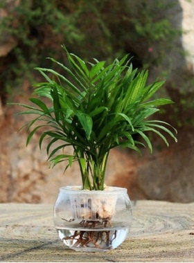 水培 袖珍椰子 水生水养绿色盆栽花卉植物 迷你植物办公桌绿植