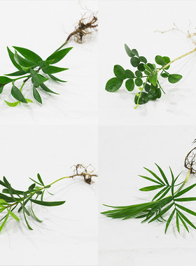 九里香袖珍椰子竹柏罗汉松办公桌室内水培植物绿萝水培净化空气