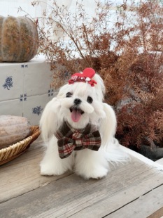 RoiRoi「浮光絮语」红色心形镶钻施华洛世奇宠物发饰猫咪狗狗发夹