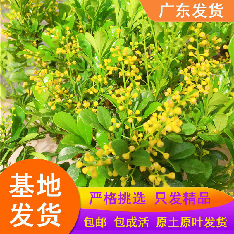 米兰花盆栽浓香型四季米仔兰花树苗阳台庭院客厅绿植物室内外花苗