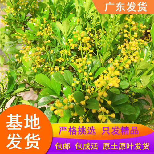 米兰花盆栽浓香四季米仔兰树