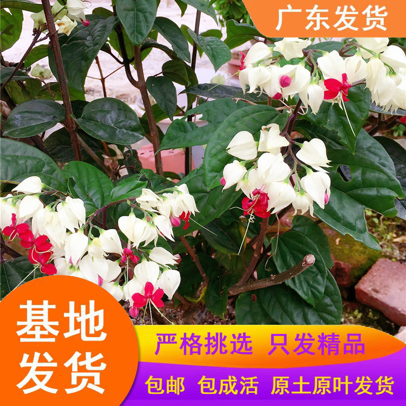 绿植物九龙吐珠花盆栽麒麟珍珠宝莲花苗四季花卉不断双色攀援花卉