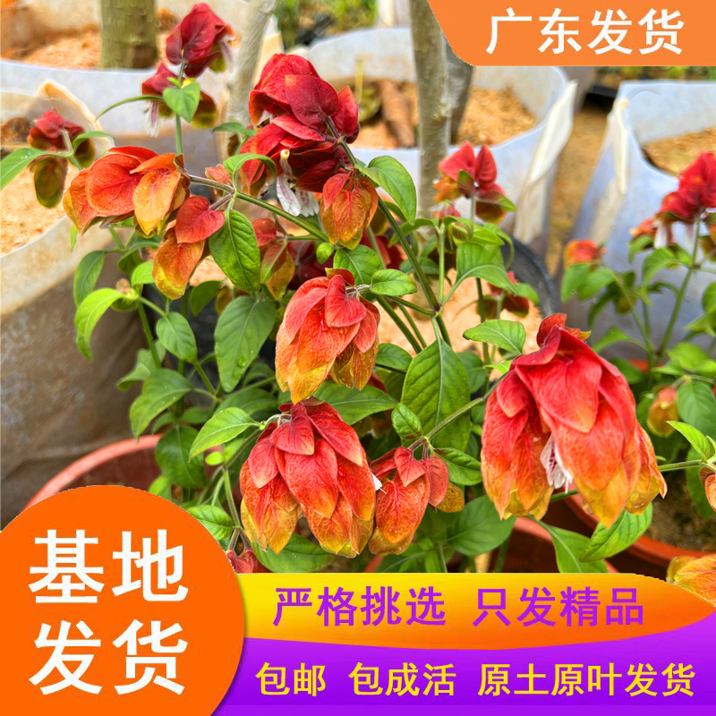 红虾花虾衣花红虾衣花虾夷花黄虾花虾衣草麒麟吐珠四季开花