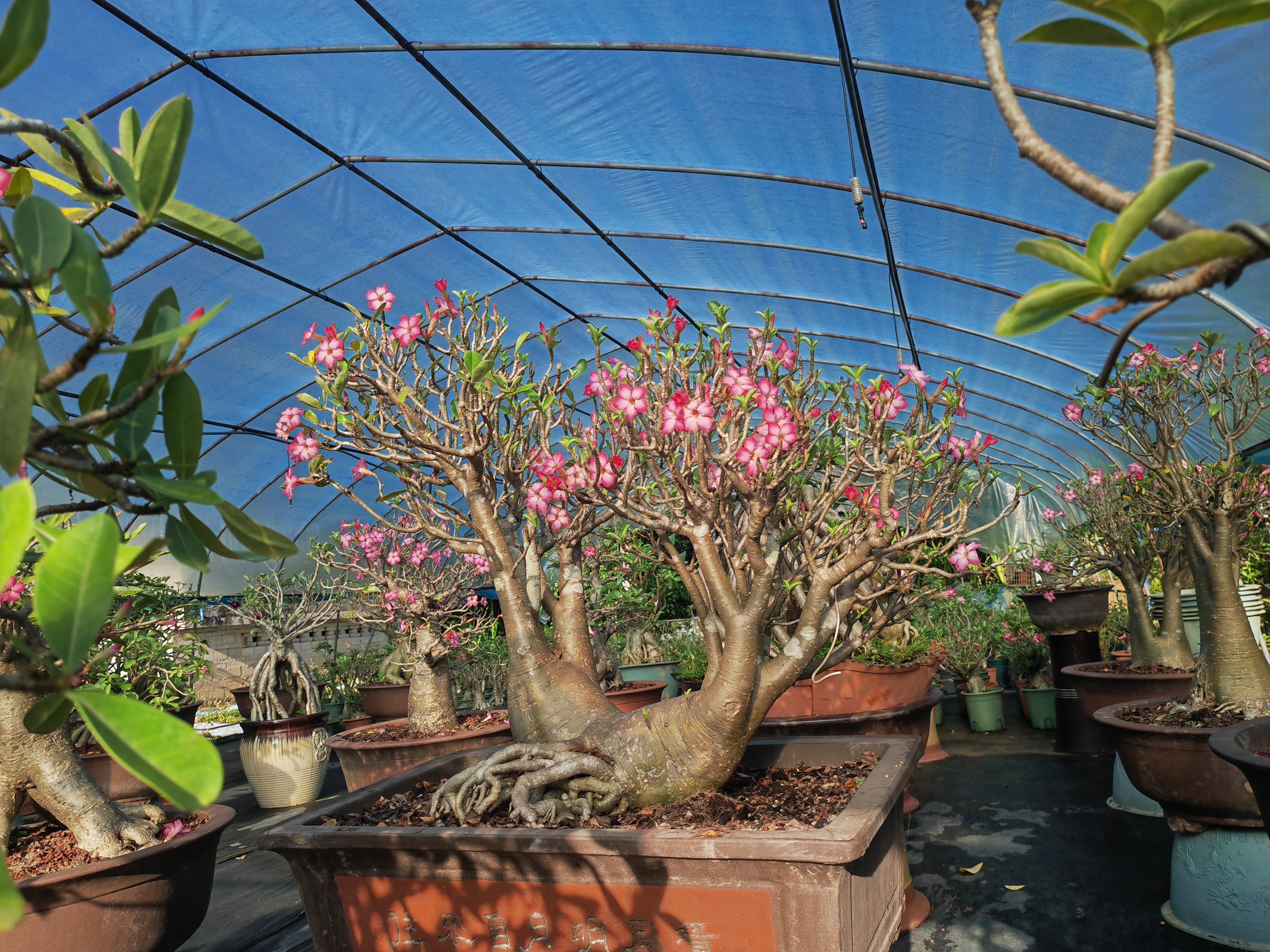 泰国沙漠玫瑰   沙漠玫瑰   船型千娇    收藏级别千娇盆景