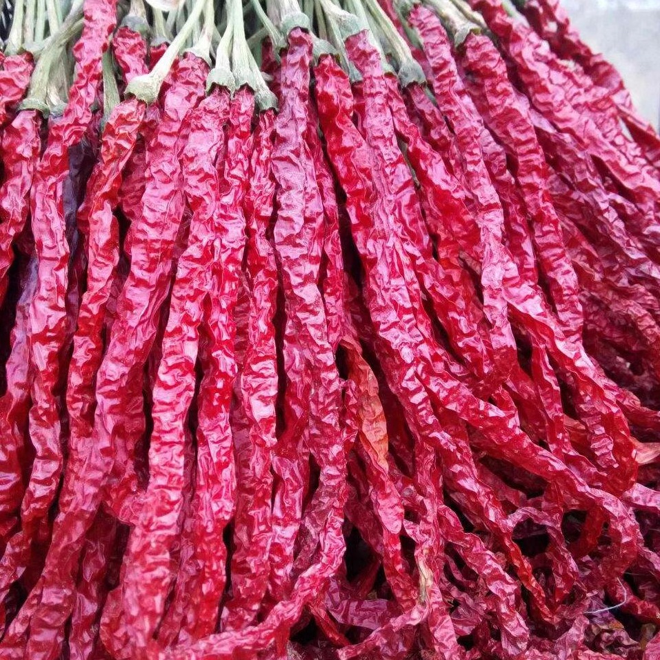 干辣椒二荆条线辣皱纹辣椒贵州黔西辣椒凉拌贵州特产本地辣椒微辣