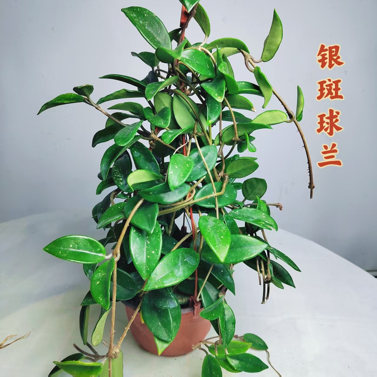 球兰银斑大苗盆栽绿植吊兰家养常绿室内外多季开花卉植物爬藤攀援,鲜花速递/花卉仿真/绿植园艺,绿植,淘宝优惠券,粉丝福利购,淘宝优惠卷