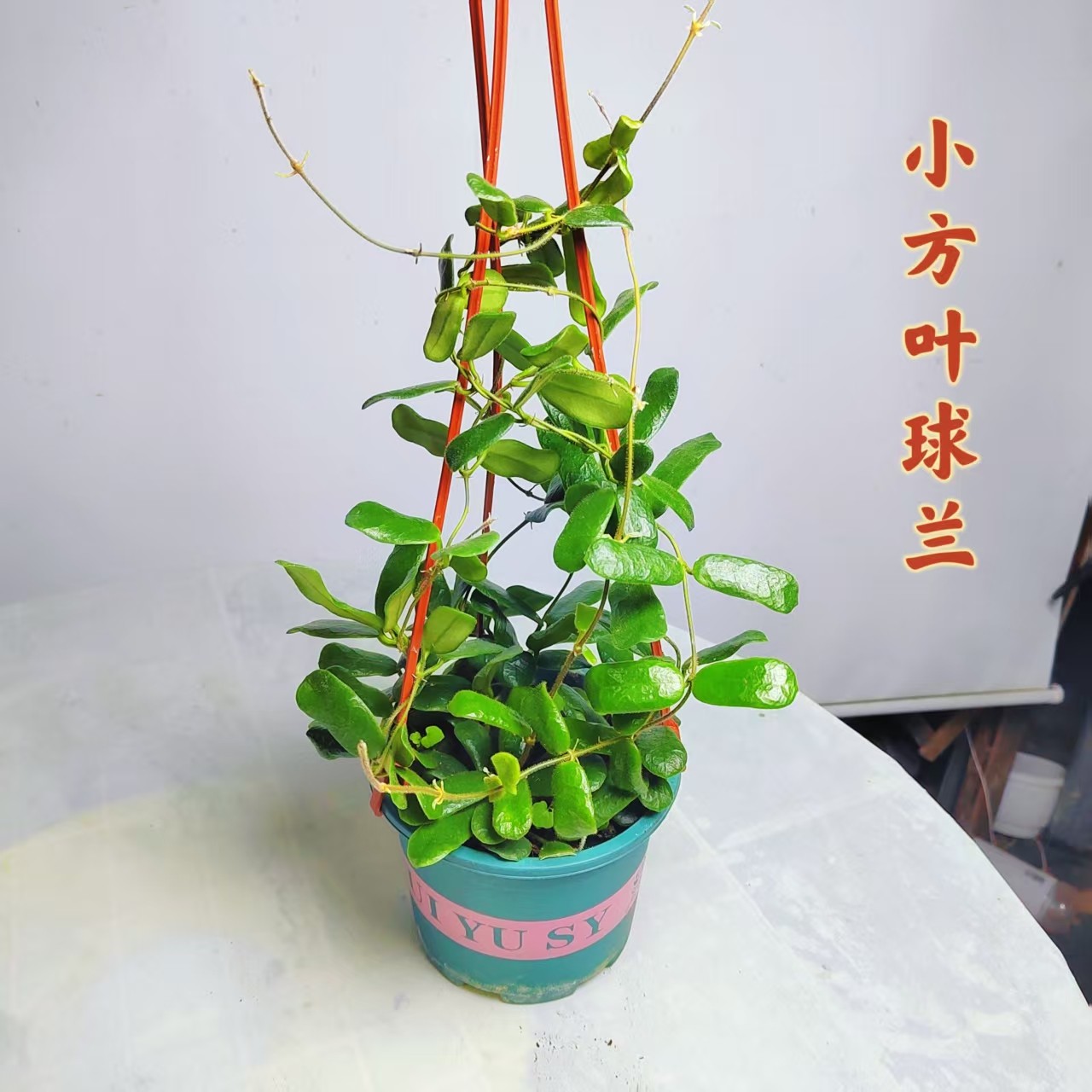 小方叶球兰 室内阳台垂吊爬藤浓香型勤花型球兰好养可爱花卉绿植
