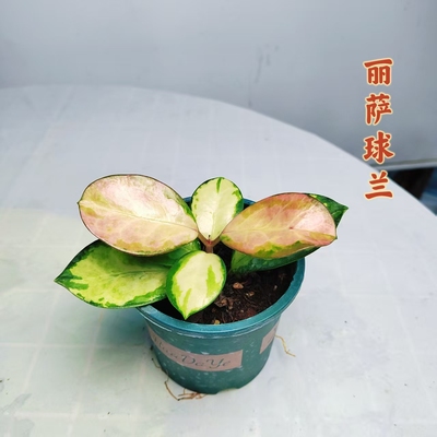 丽萨球兰 Hoya Australia Lisa珍惜品种特色花卉清香淡雅爬藤开花